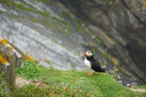 Puffins at Sumburgh Head in the shetland islands travel guide.