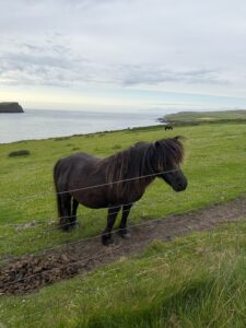 Shetland ponies are a fun to spot and a recommendation from the shetland islands travel guide