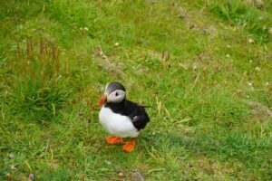 Puffins are a highlight in the Shetland Islands travel guide.